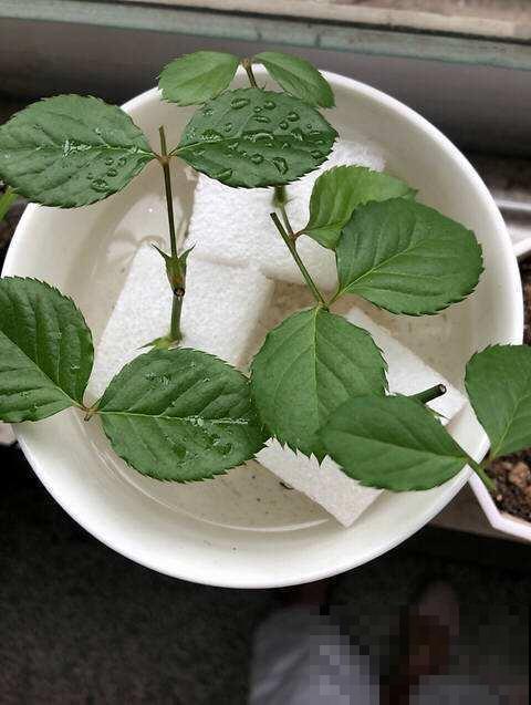 快递泡沫箱别扔，掰下一块来扦插，成活率更高！