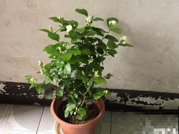 养茉莉花，学会一个小技巧，枝繁叶茂、开花不断！