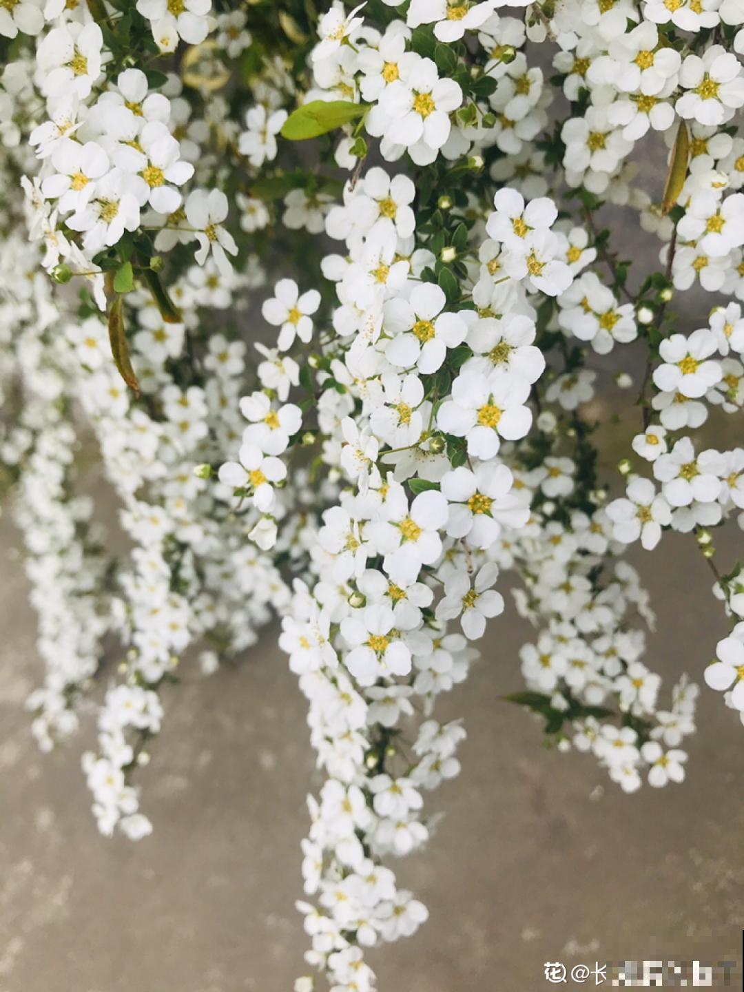 喷雪花花如其名，花量超大，开花像下雪