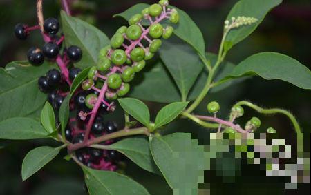 野外的金七娘，名字富贵美丽，样貌也十分出众！