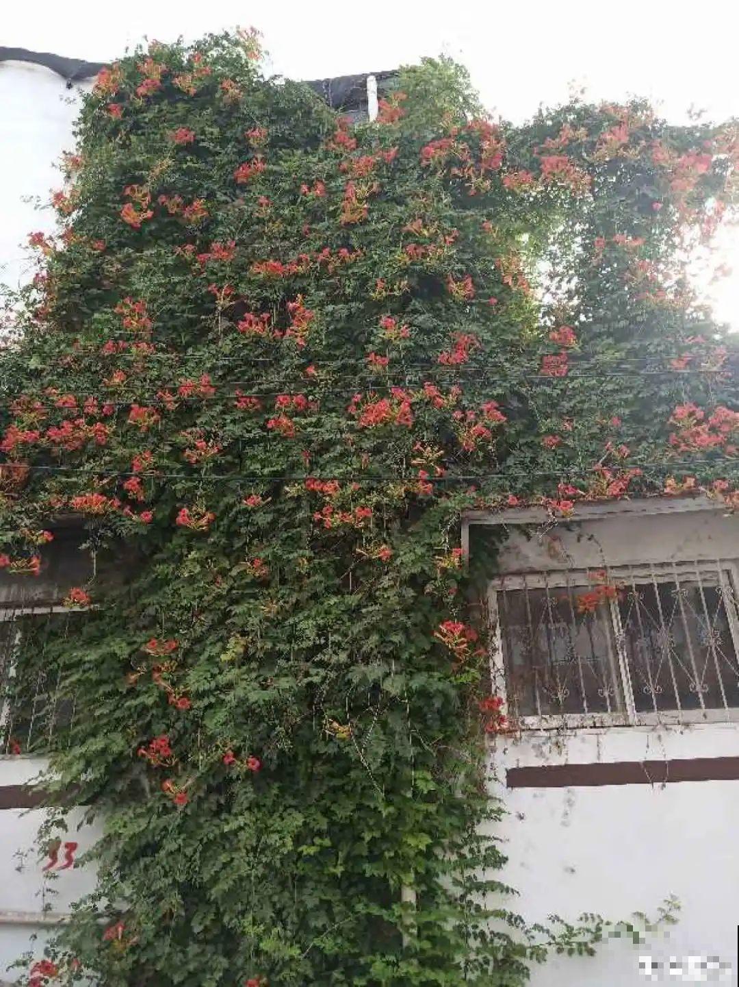 7种花要慎养，房前屋后都爬满，邻居有意见！