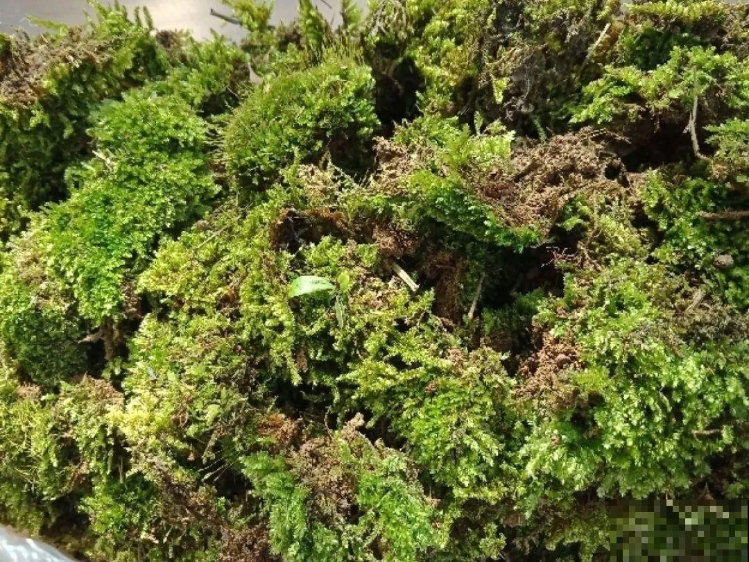 20种自制营养土，肥的流油，不用花钱买！