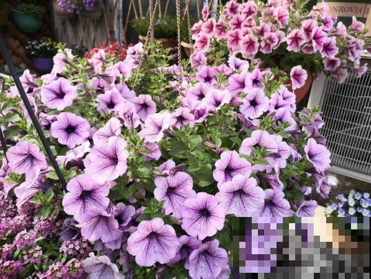 她在墙上、窗台挂了99盆花，齐齐开成大花球，路过的都惊叹！