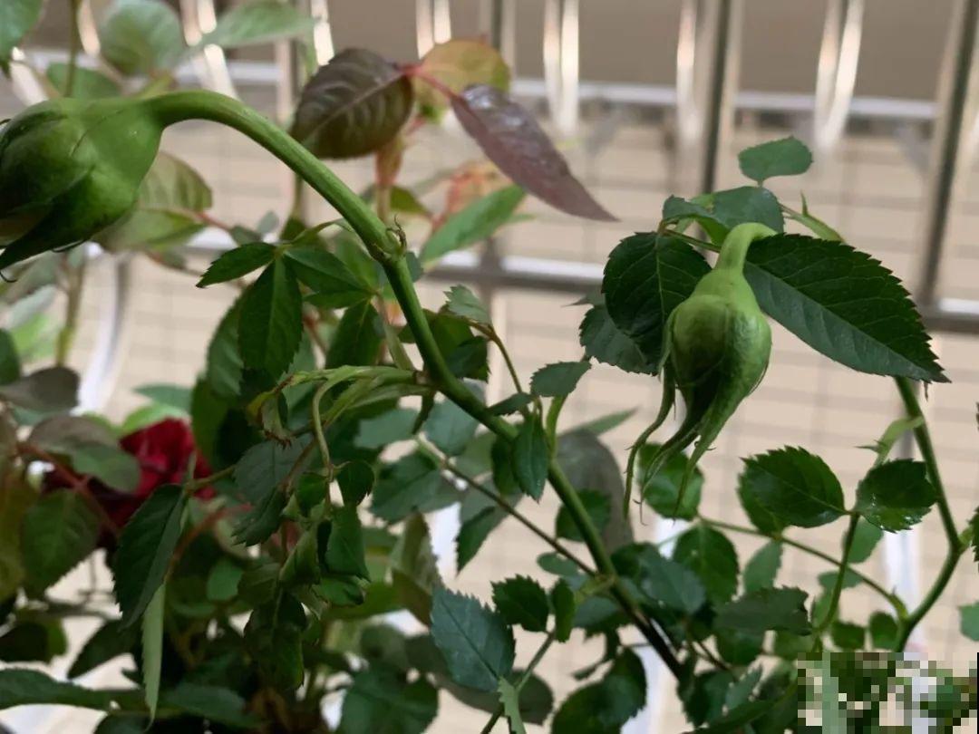 10种花，最怕换盆，换完活不过3天！