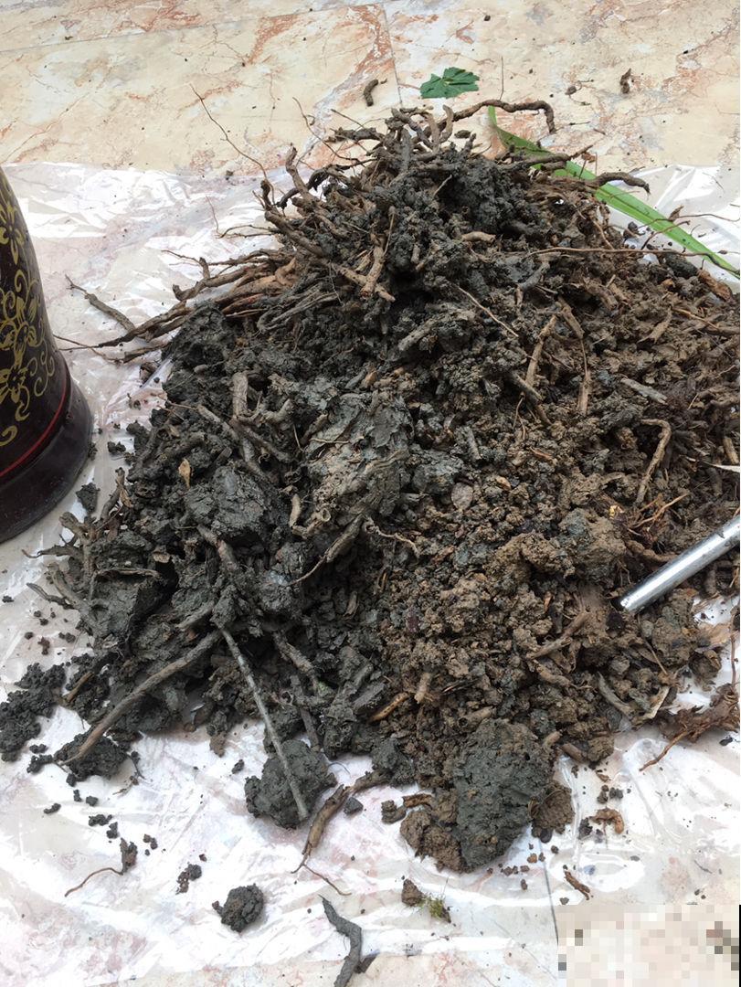 春天换盆不可少，如果少了这玩意垫盆底，那真的白换了！