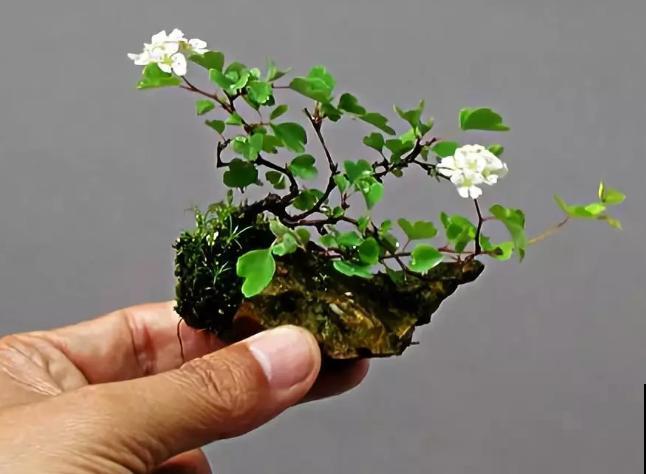 一个茶碗就能养的花，开花精致富贵，摆在窗台上档次！