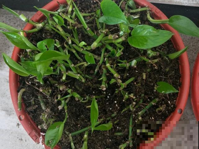 嫌花长得丑，趁现在砍头，2个月脱胎换骨！