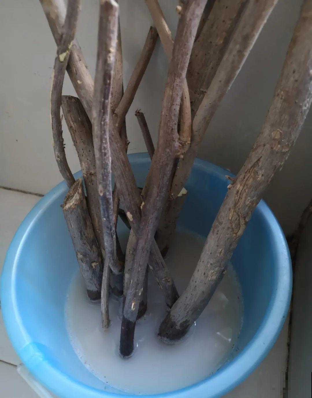 这10种花，天越热越扦插，3天冒出大白根！