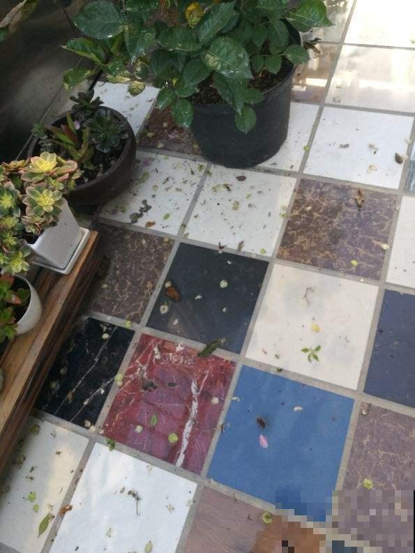 你家花经常掉叶子，有没有想过是浇水出问题？赶紧改了！