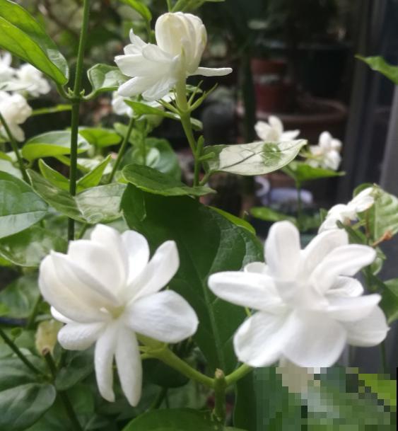 养茉莉花，学会一个小技巧，枝繁叶茂、开花不断！