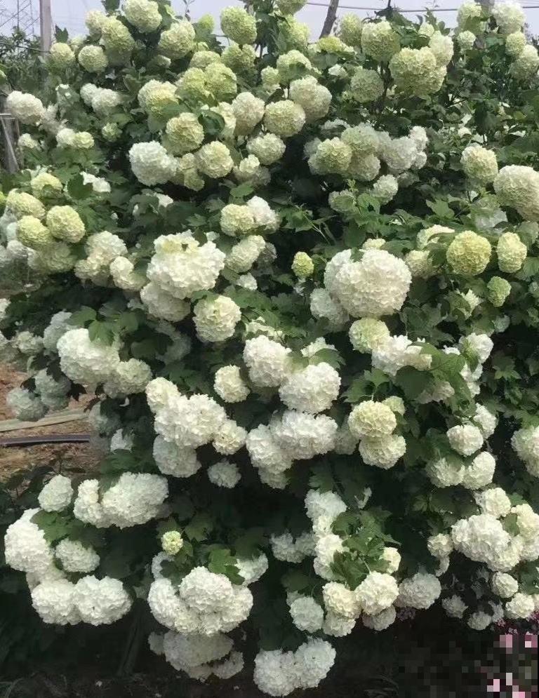 木绣球能长3米高，花比脸还大，就是很少有人养