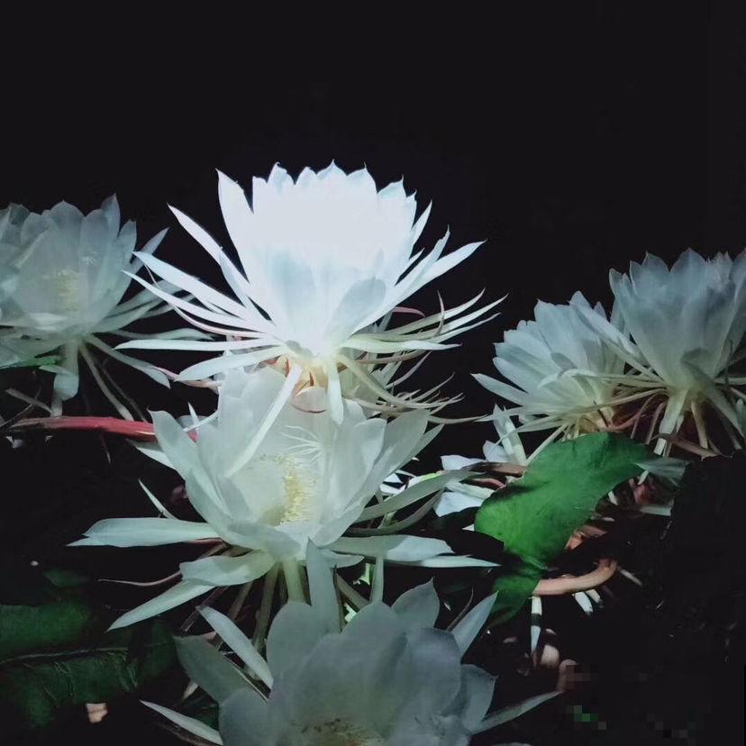 昙花切一截重要部位插土里，今年就能开花，神秘幽香惹人醉！