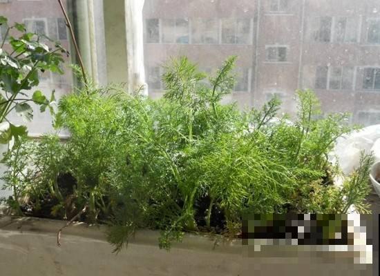 厨房就养香草花，驱蚊杀菌，叶子还能做菜吃！