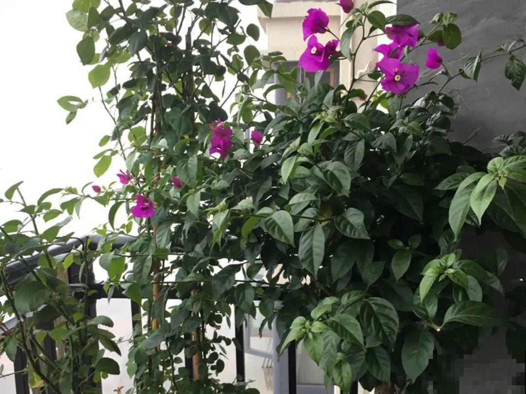 10种耐旱植物，平时少浇水，开花更准时！