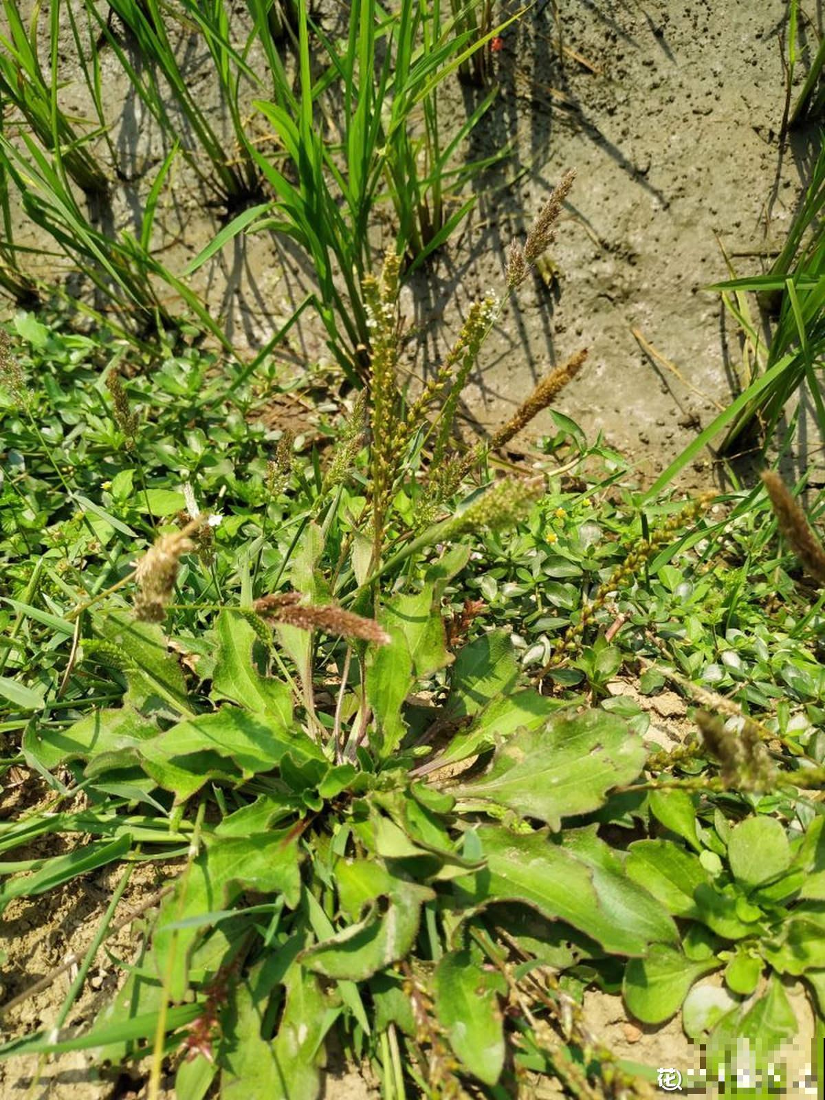 4种山上常见的野草，还有很强的药用价值，再不挖就老了