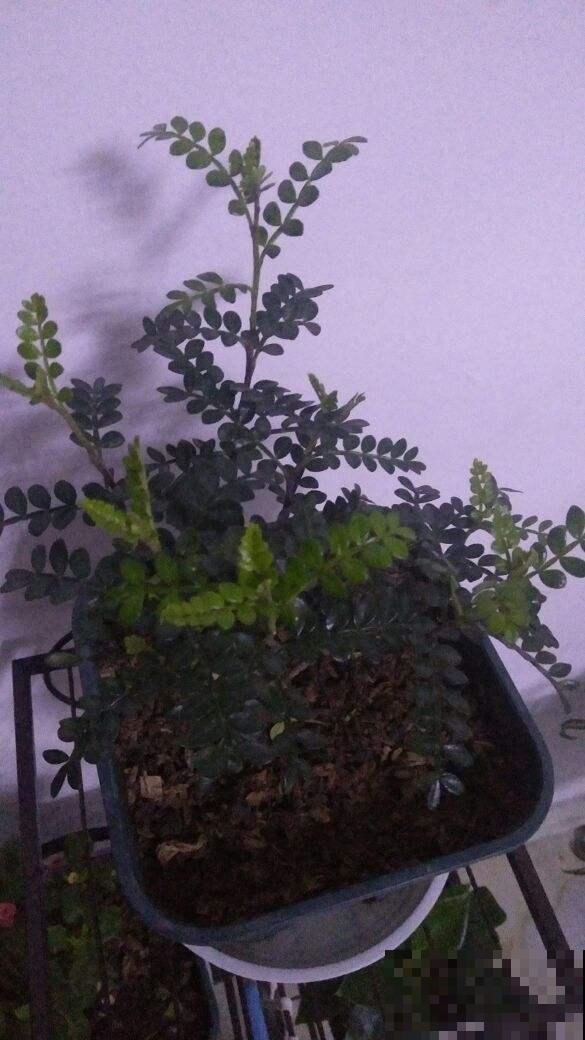家养一棵清香木，养成盆景美得要命，亲戚朋友都眼红！