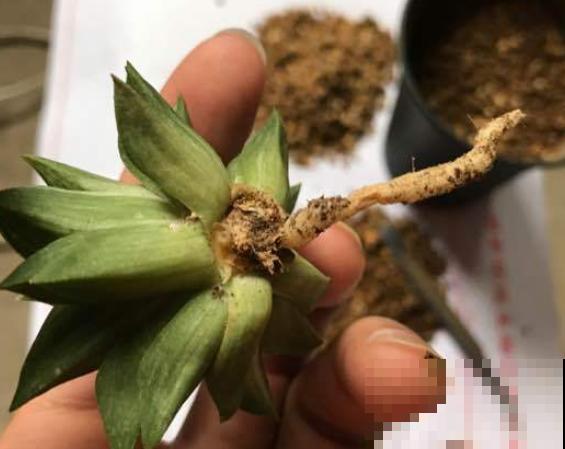 家里这4种花，夏天不要多浇水，一浇就烂根！