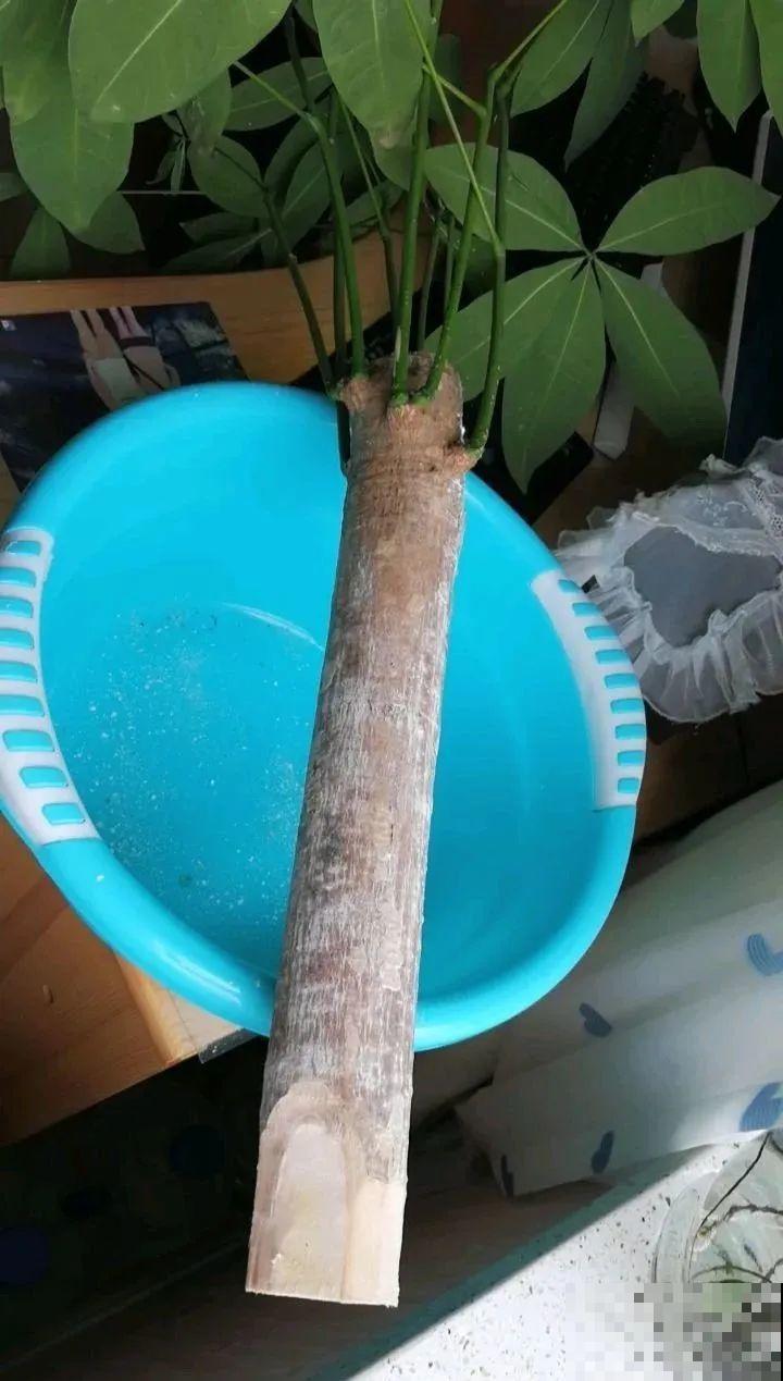 花一到春天就蔫巴，那是浇水浇少了，赶紧补水