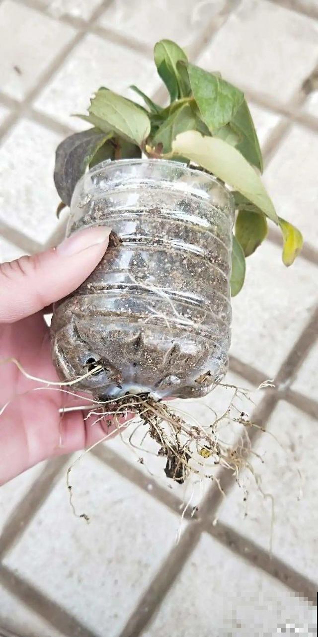 1个塑料瓶，居然有8种养花方法，省钱又好用！