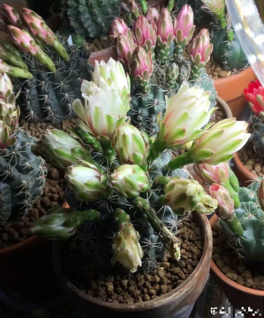 10种耐旱植物，平时少浇水，开花更准时！