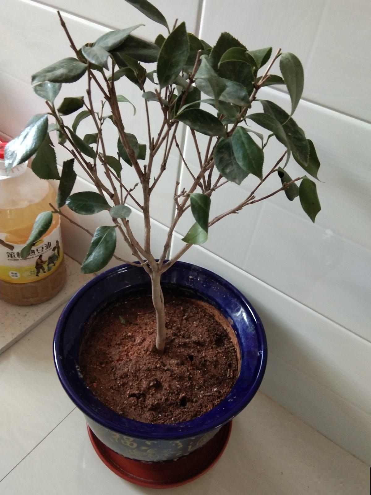 换完盆没几天，植物怎么突发黄叶枯叶？原来是没注意这2点！