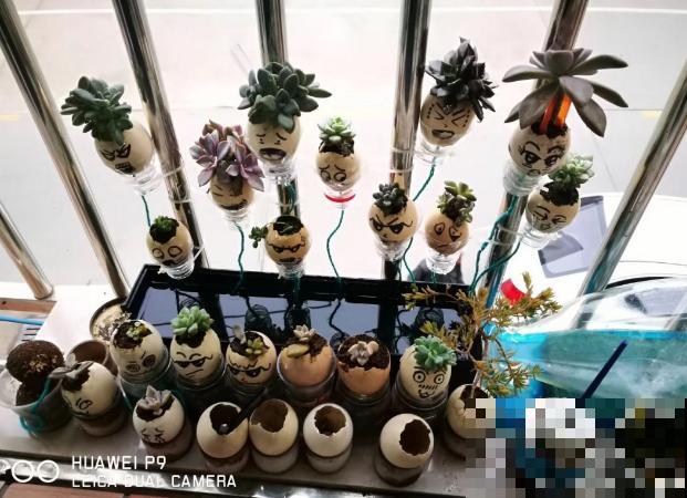 蛋壳最适合养2种花，直接碾碎就能用，大白根又粗又壮！