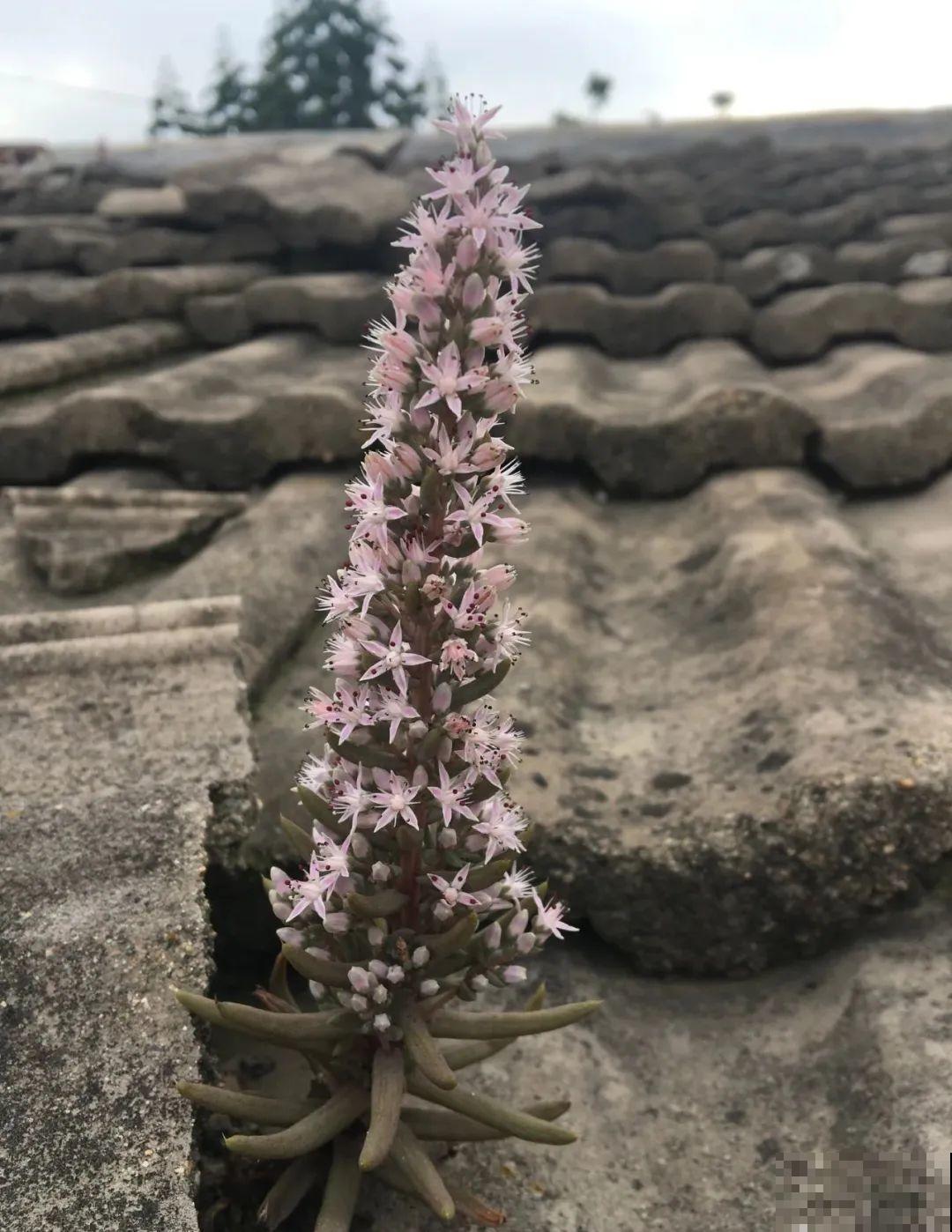 7种花，一开花就是一片花海，太震撼！