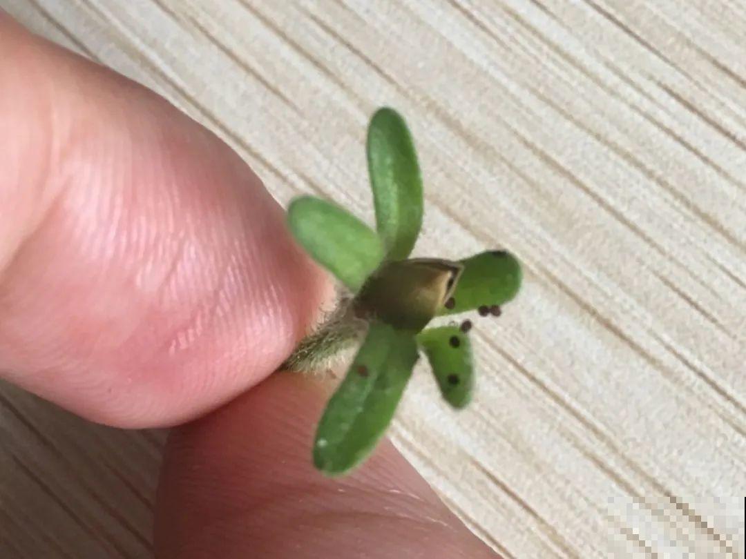 8种花不用扦插，开完花等1个月，一盆能生几十盆！