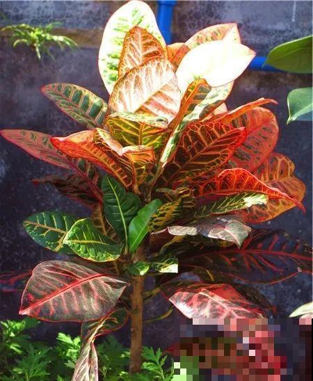 有品位的人，都爱这10种花，养一盆特有面子！