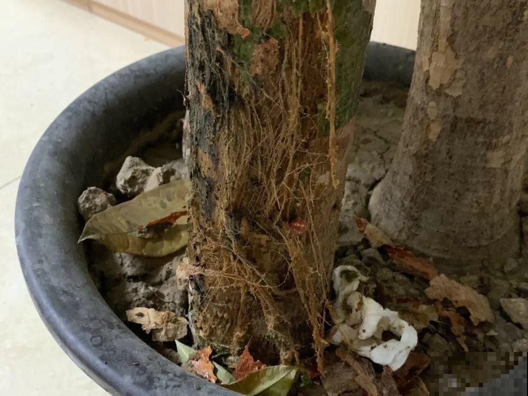 天热了，8种花不能乱浇水，小心浇完就死！