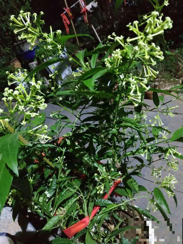 卧室别养这8种花，香得头昏脑胀，对身体有大害处！