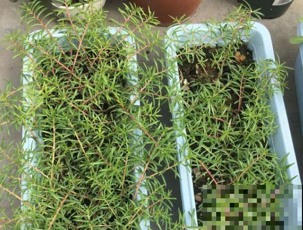 这6种花咋养都不死，家里挤得没空地儿，太能长了！