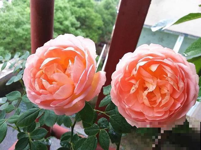没有院子的人，在房顶养花，日子美如画！