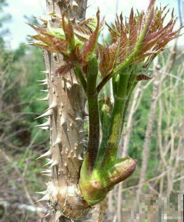 农村树上一种野菜，长得像香椿，为啥卖的比肉贵？
