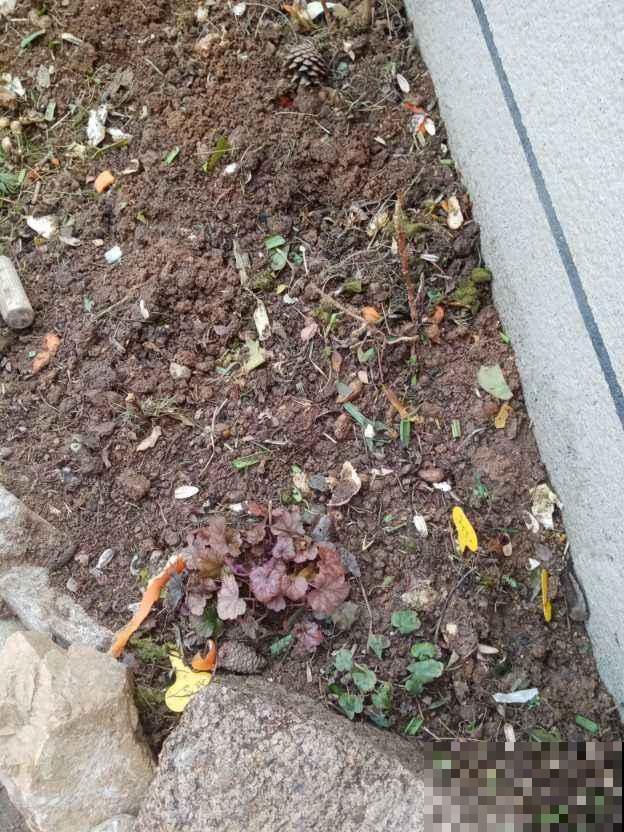 养花必备1种小玩意，往盆面戳几下，花长得呼呼的！