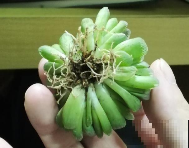 养花先养根，3种养根方法，花长得又壮又精神！
