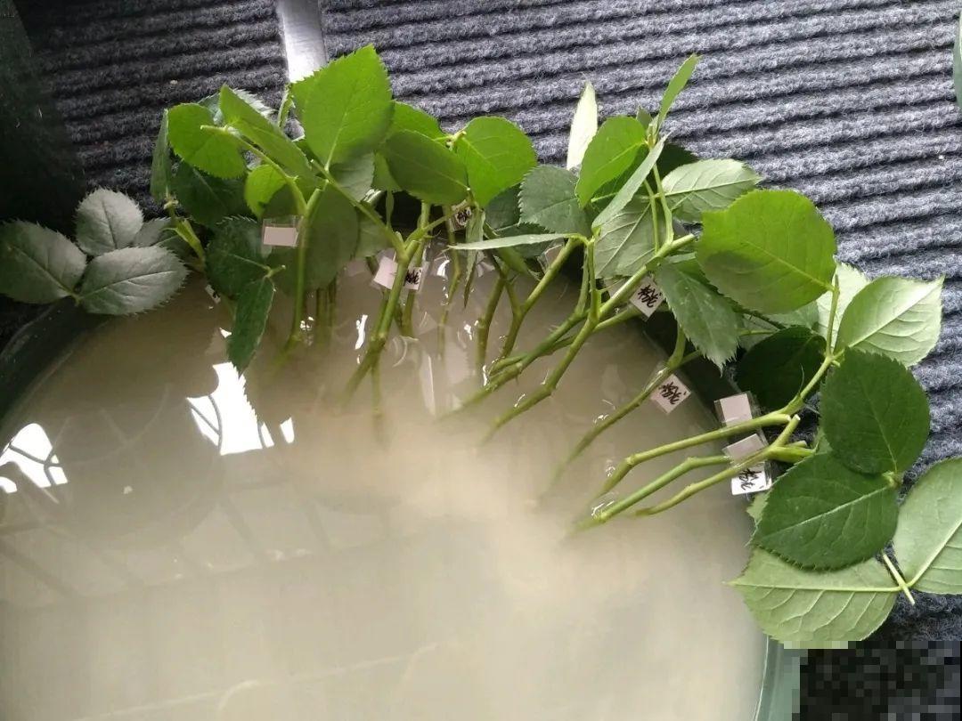 20种常见花，扦插方法大全，不用再花钱买了！