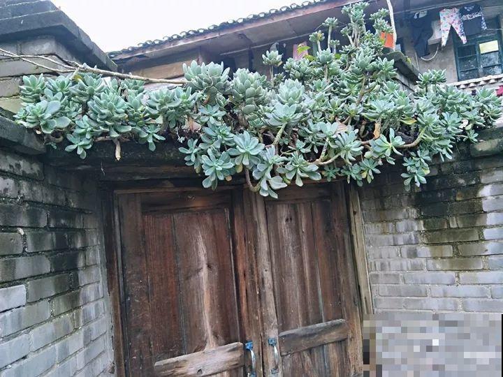 大水缸养花，30年不用换盆，放门口能当传家宝！