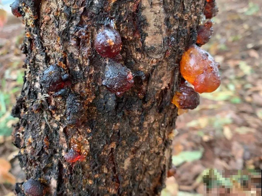 18种果树，最适合家养，风水好果子甜！