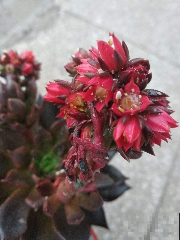 春天养花招虫子，浇点大蒜水，虫子都跑光