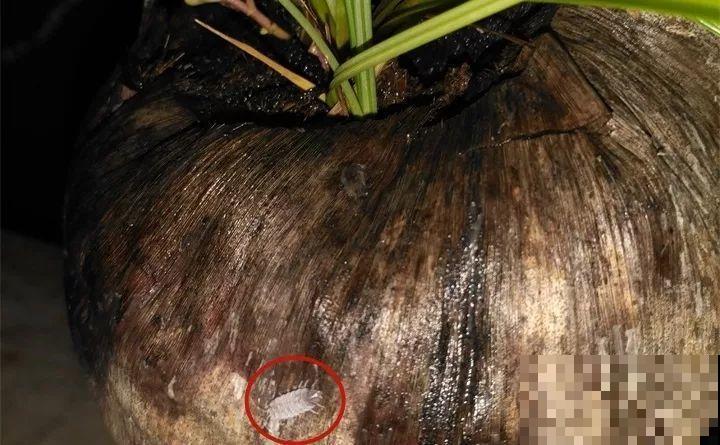 春天各种虫害来袭，花叶都要被吃没，教你新方法来杀虫！