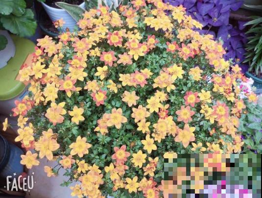 她在墙上、窗台挂了99盆花，齐齐开成大花球，路过的都惊叹！