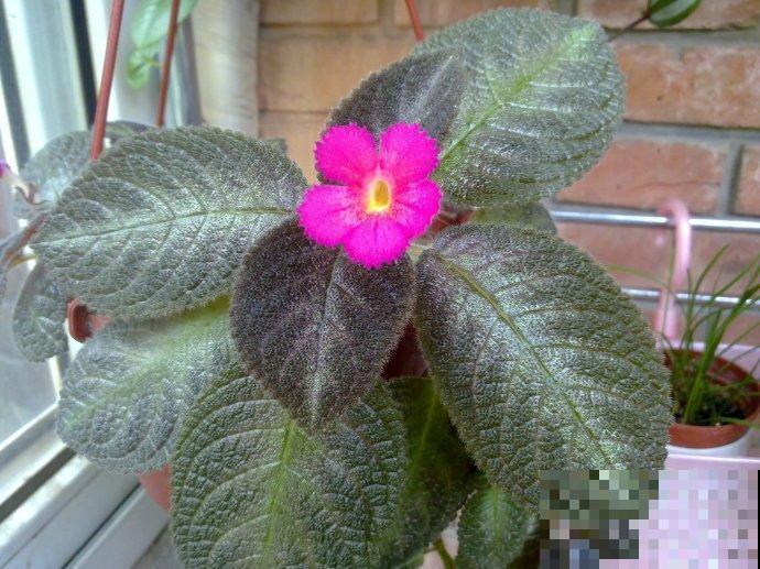 这花就叫“喜荫花”，光照不足都能开花，太美了！