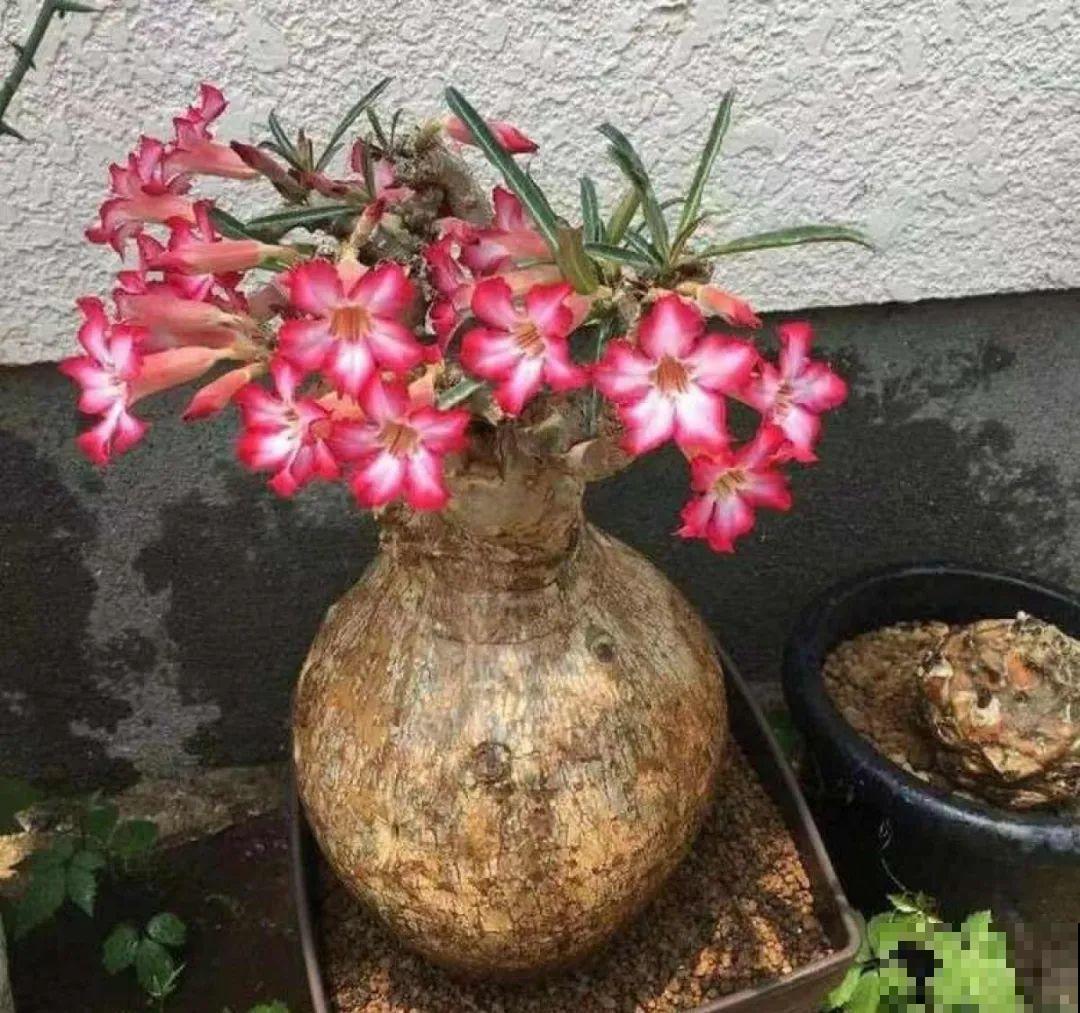10种耐旱植物，平时少浇水，开花更准时！