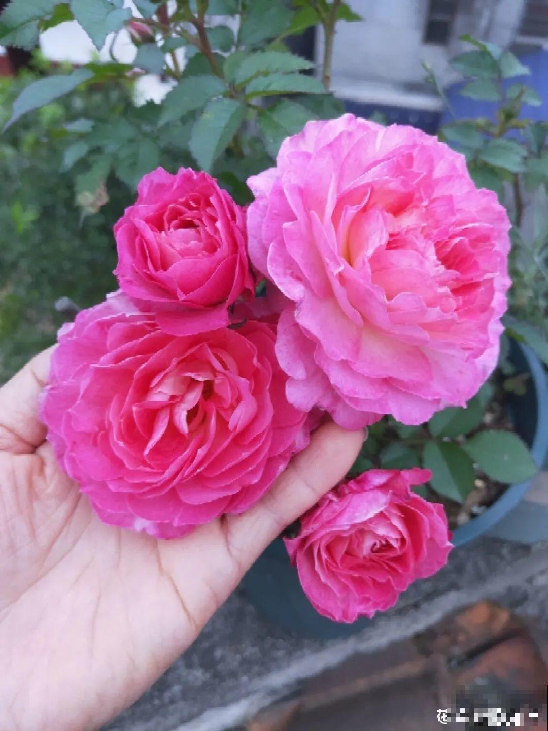 给花喷点杀菌水，虫子全杀死，杀菌消毒叶子绿！