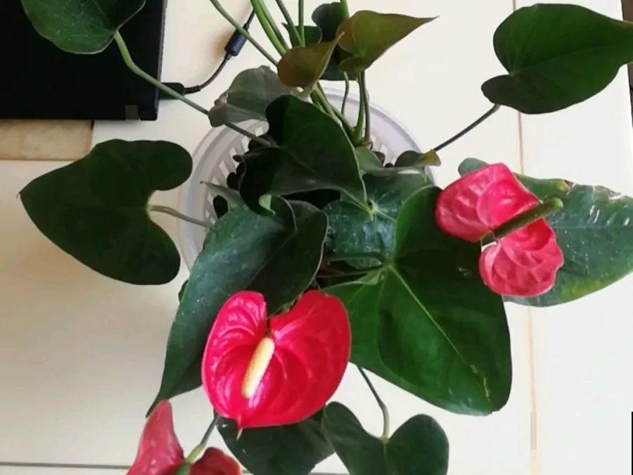 15种花超好活，掰个叉丢水里，自己发芽开出花！