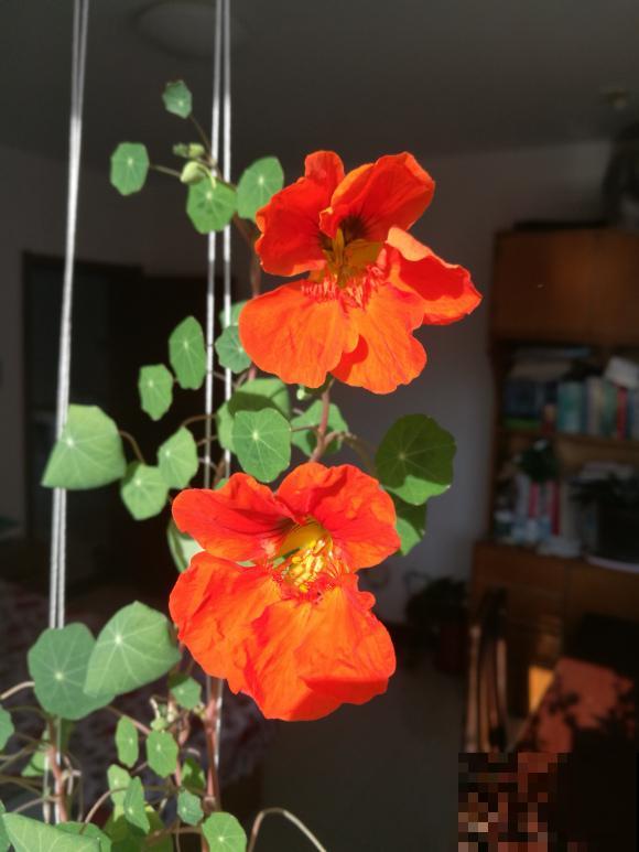 窗户边养盆它，开花能爬1米高，美得像个花帘子！