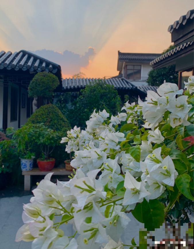 她家院子美得像仙境，海棠梅花开满树，满地都落花瓣雨！