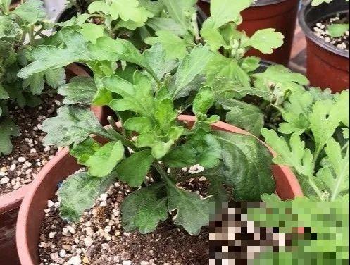 橡皮树春天要打顶，独杆变成大伞盖，叶子挤满盆！