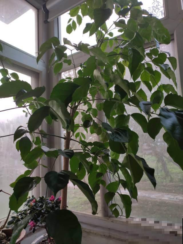 幸福树快冲破屋顶了？其实未必是好事，有这迹象的要注意！